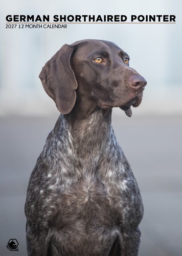 German shorthaired pointer - german,