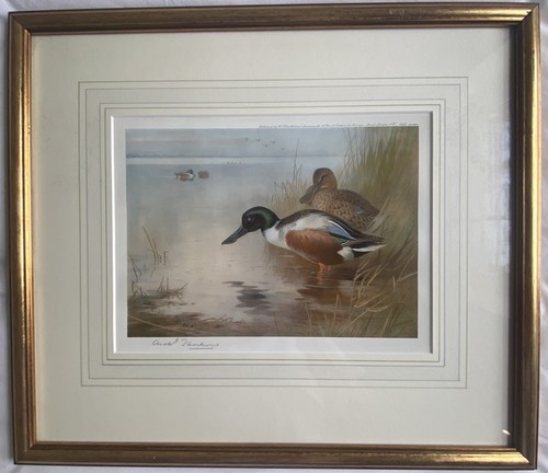Archibald thorburn - archibald, (1860-1935)