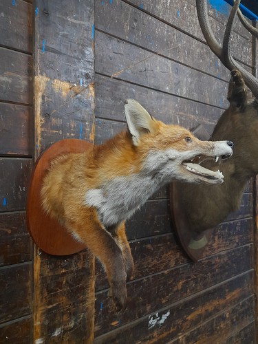 Unusual taxidermy fox hare - fox,