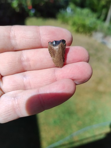 Triceratops tooth usa teeth - triceratops,