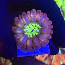 Rainbow cynarina LPS RARE HARD