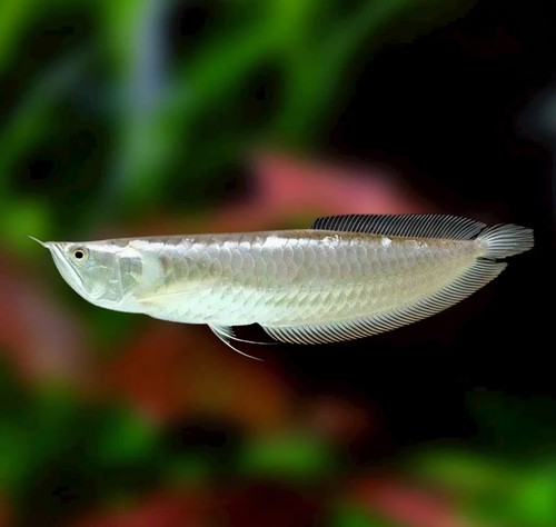Silver arowana - (3-4, inches)