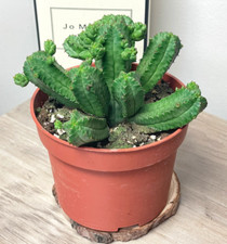 Euphorbia tubiglans, Live Succulent Plant | Easy Care, in 10cm pot, Houseplants