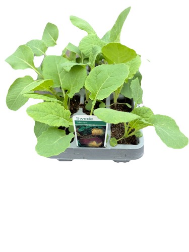 Swede veg plants strong - veg,