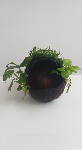 Anubias java moss on - java,