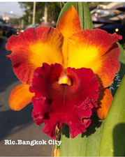 Rare Cattleya / Rlc. Bangkok