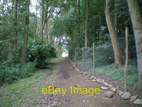 Photo 6x4 pheasant rearing - photo,