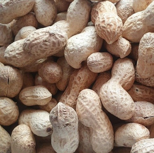 Monkey nuts peanuts shells - monkey,