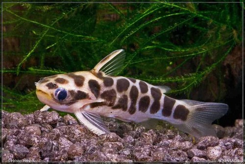 Pack honey combo - combo, catfish