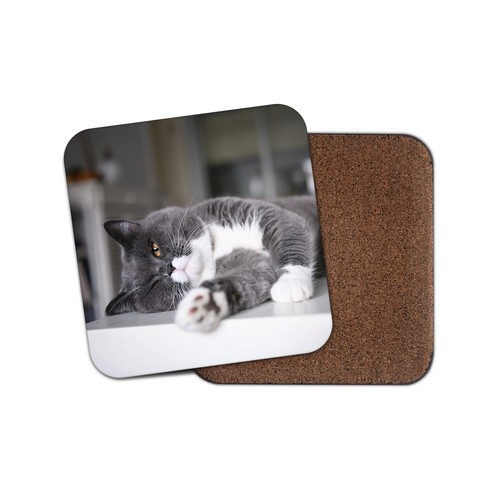 Grey british shorthair cat - british,