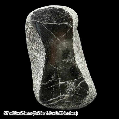 Ichthyosaur polished fossil - ichthyosaur,