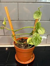 Monstera Dubia terrarium vivarium Vine aroid 2 nodes