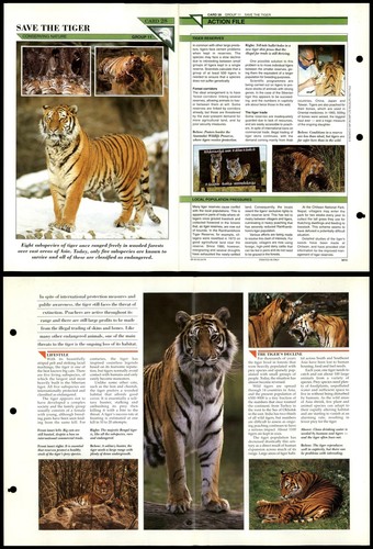 Save the tiger - the,