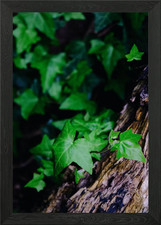 Tree Trunk With Ivy Plant