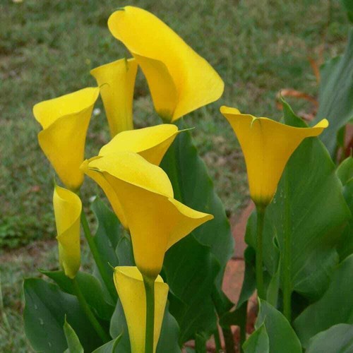 Calla lily giant bulb - calla, lily,