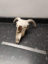 TAXIDERMY   RAMS SKULL 10 INCH