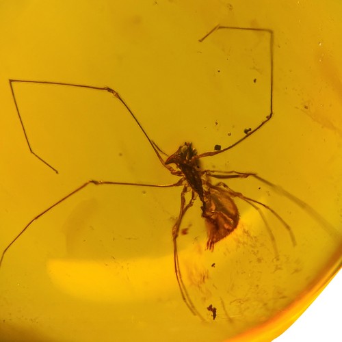 Assassin spider burmese - assassin,
