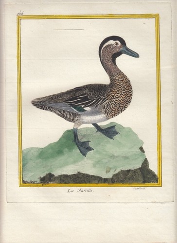 Hand colored martinet histoire - colored,
