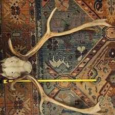 Taxidermy Fallow Deer Skull