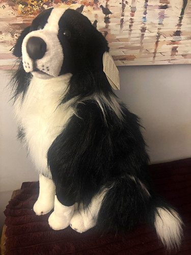 Prima classique border collie - classique,