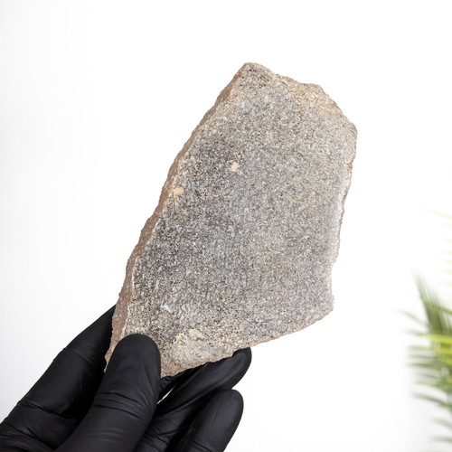 Polished dinosaur bone slice - polished,