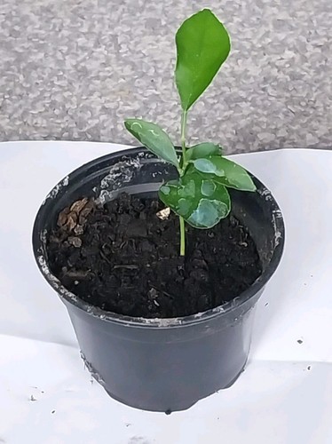 One year old healthy - old,