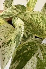 Mystery House Plant Cutting