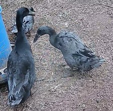 Indian Runner Duck Hatching