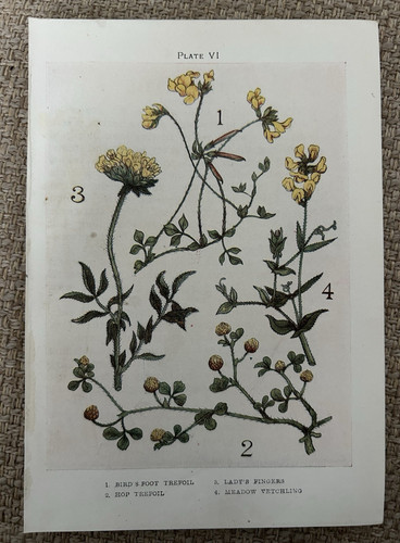 Antique print bird - antique,