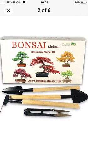 Bonsai tree kit seed - bonsai,