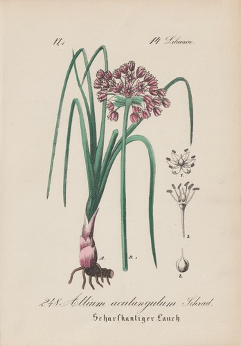 Angular leek allium - leek, (allium