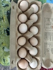 12 Silkie X Pekin E@@s