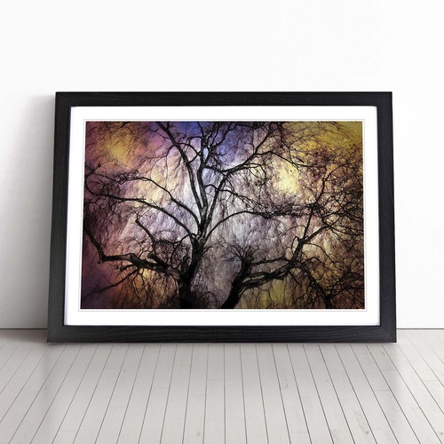 Weeping willow tree - willow,