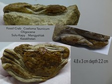 Fossil Crab Coeloma Taunicum Crustaceon Oligocene Kazakhstan with stand