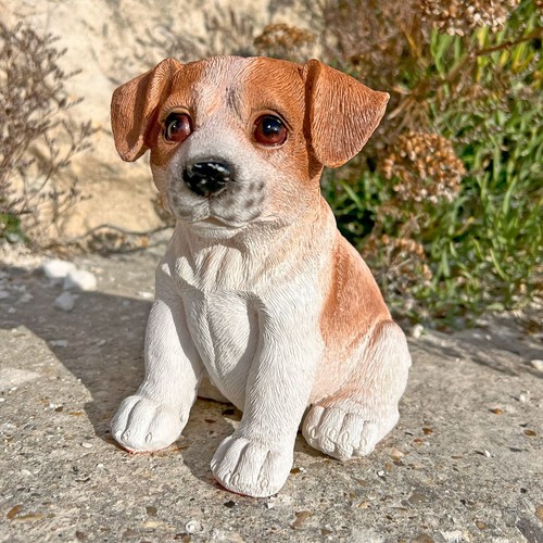 Jack russell puppy dog - puppy,
