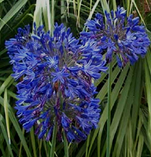 Agapanthus orientalis storm - orientalis,