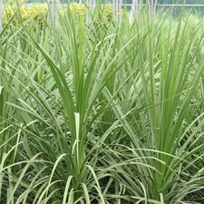 Cordyline australis Evergreen