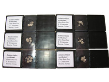 Cretaceous Solanocrinites