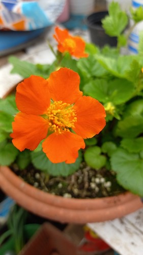 Geum queen orange 6 - orange, x