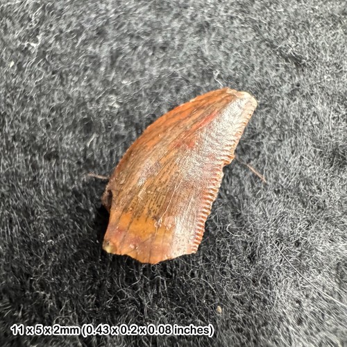 Genuine raptor dinosaur tooth