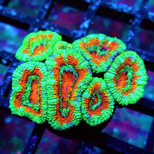 Wysiwyg acan lord coral - wysiwyg,