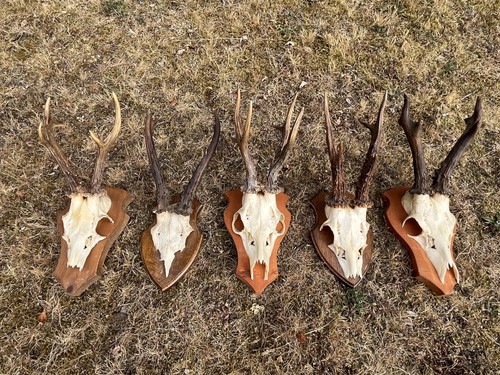 Nice roe deer buck - nice,