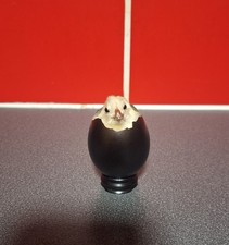 Taxidermy Chick In Egg Gallus