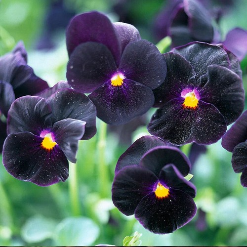 Pansy viola wittrockiana clear - pansy,