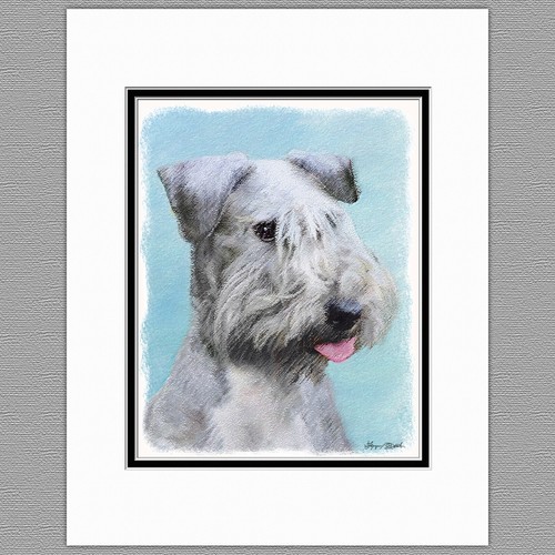 Cesky terrier dog - cesky,