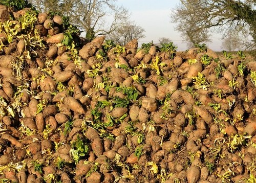 Photo 6x4 crop fodder - photo,