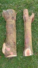 Yew tree logs wood turning