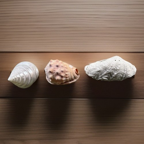 Luxury natural seashell - natural,