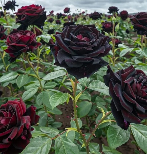 Fresh potted black baccara - black,