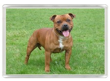 STAFFORDSHIRE BULL TERRIER DOG